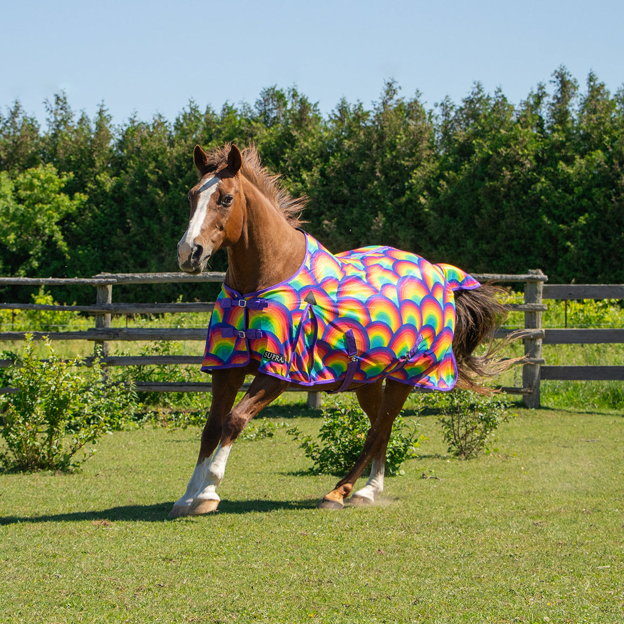 Supra Rainbow Fly Sheet