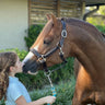 Belle & Bow Fancy Stitched Pony Halter