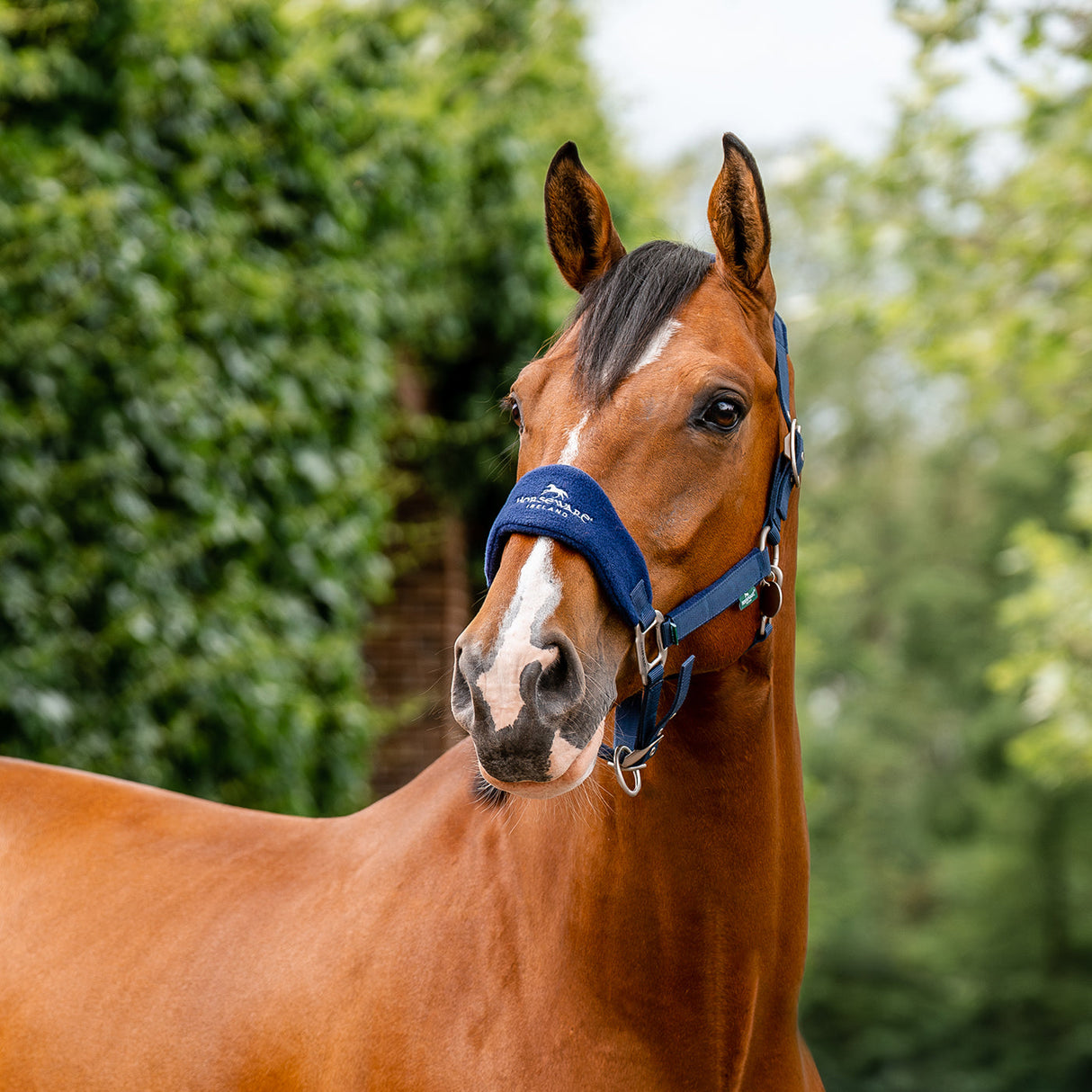 Horseware Signature Grooming Halter