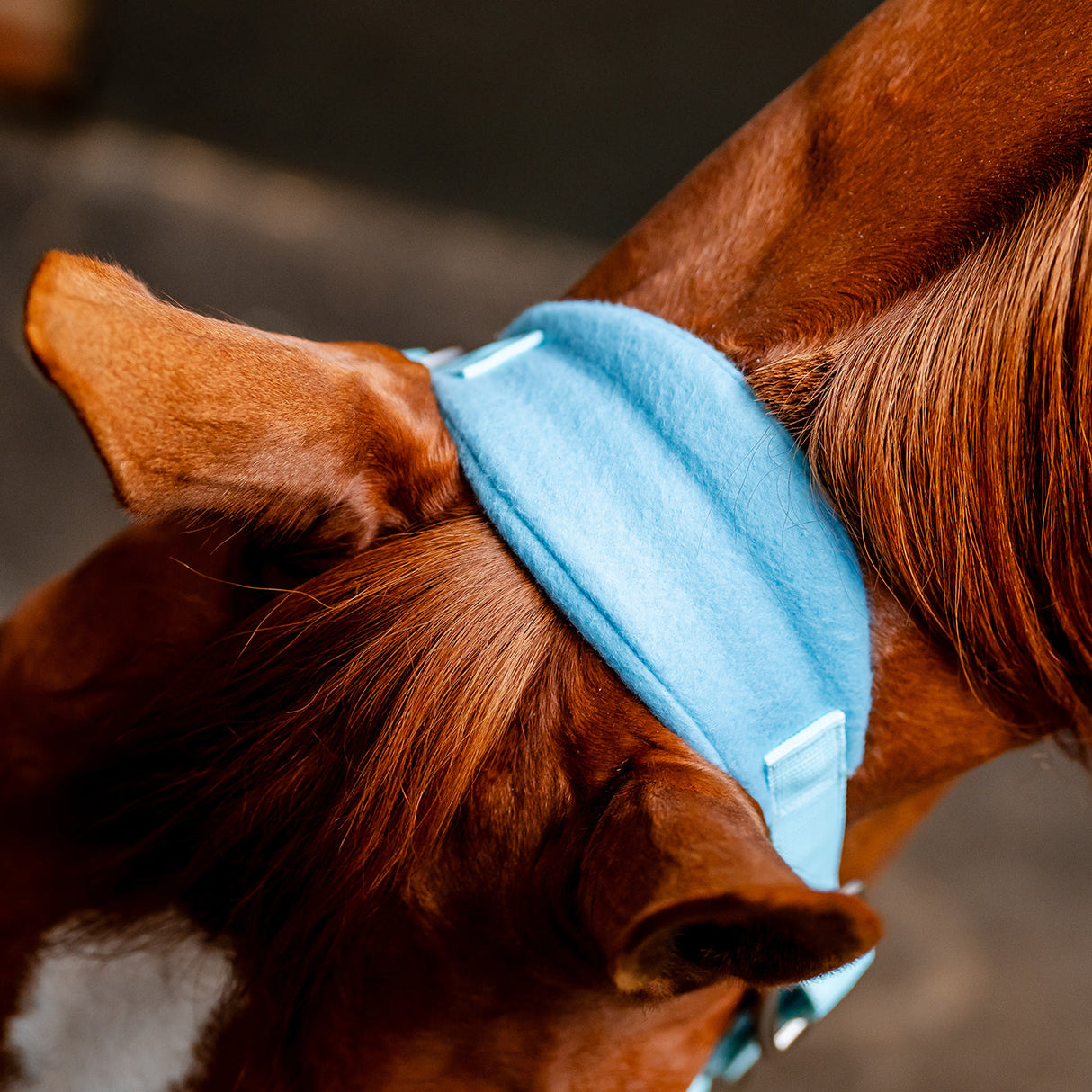 Horseware Signature Grooming Halter