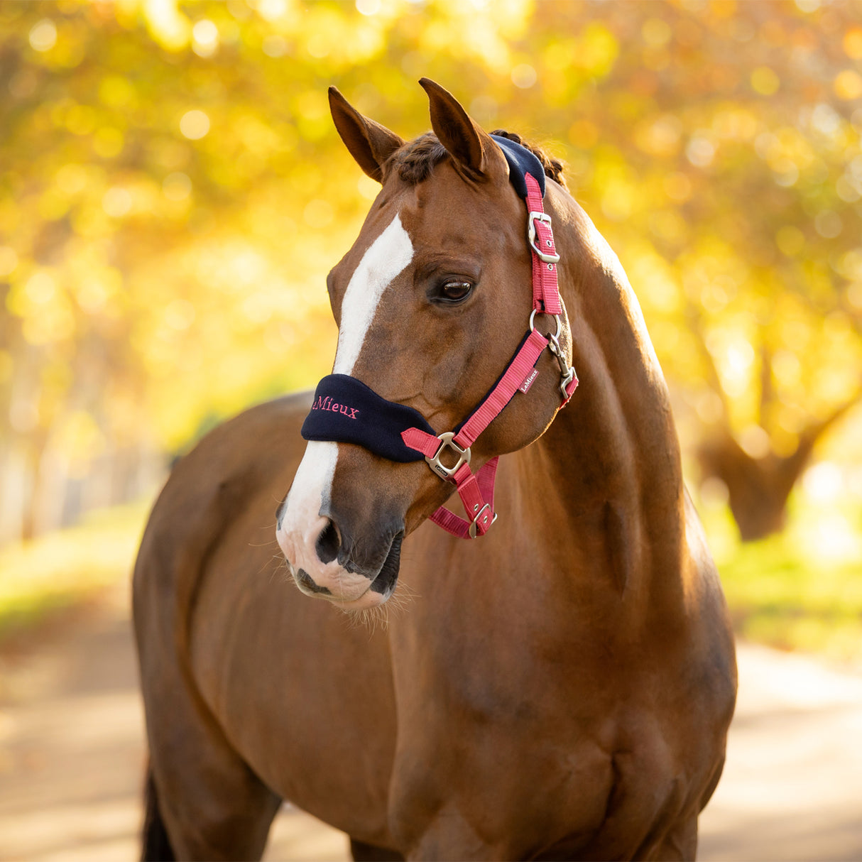 LeMieux Vogue Halter & Lead Rope