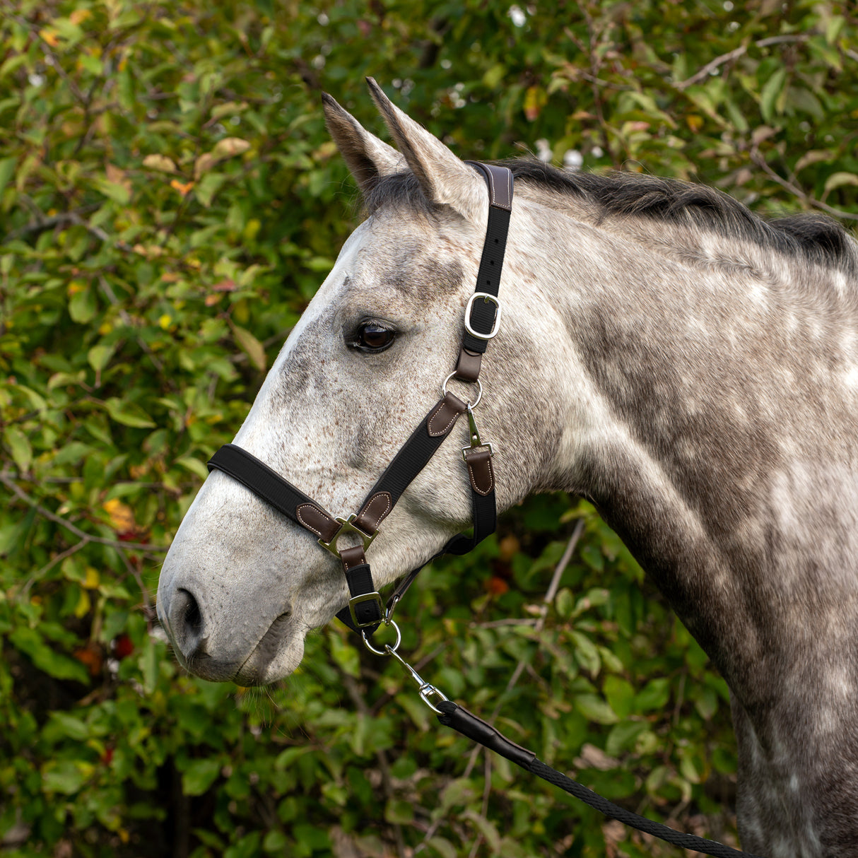 Shedrow Sedgwick Halter