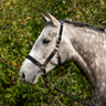Shedrow Sedgwick Halter