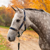 Shedrow Sedgwick Halter