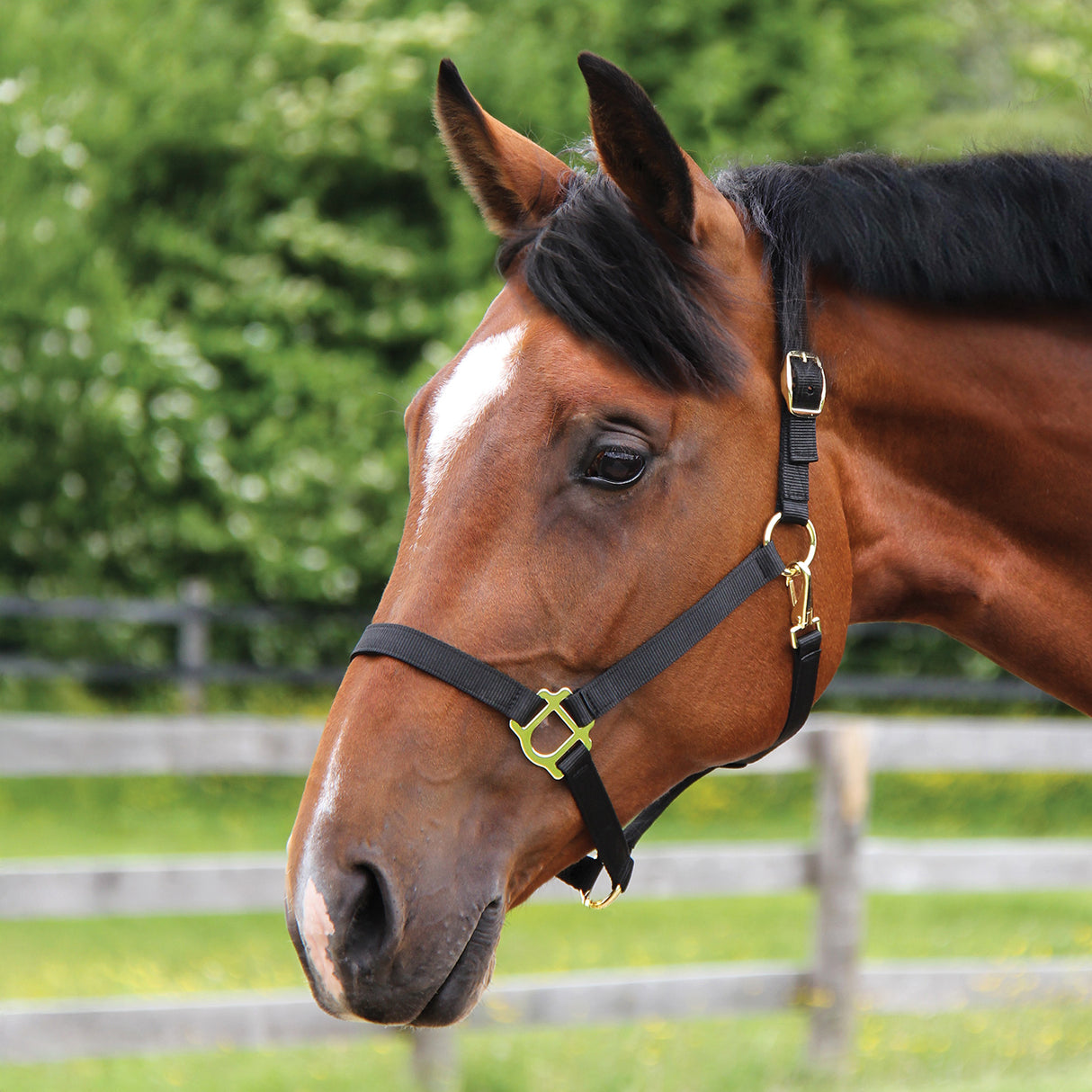 Supra Stable Halter