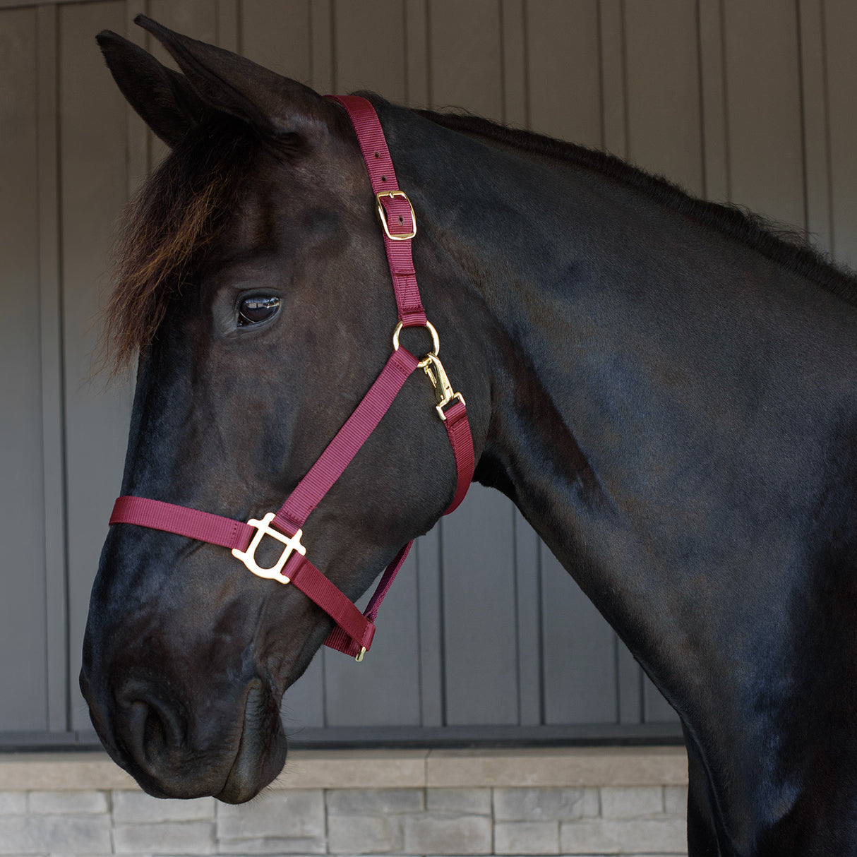 Supra Stable Halter