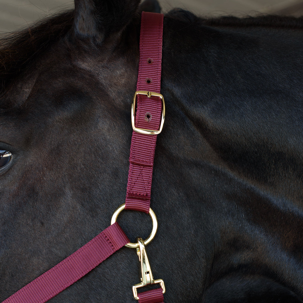 Supra Stable Halter