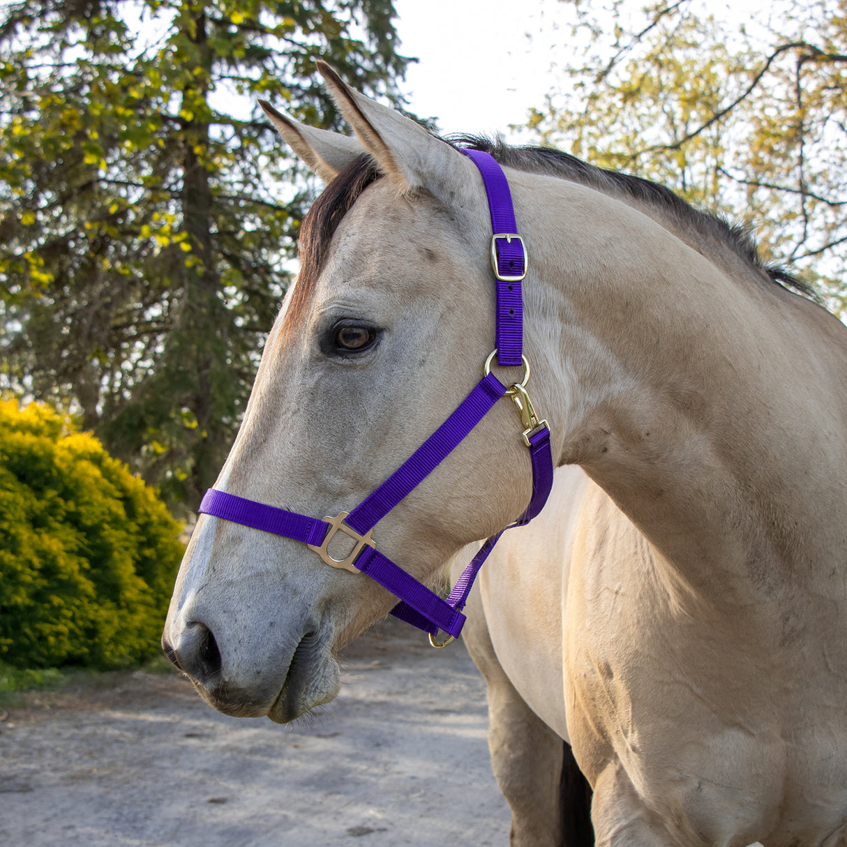 Supra Stable Halter