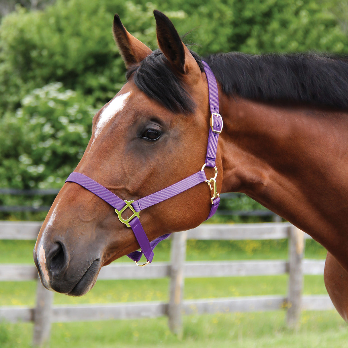 Supra Stable Halter