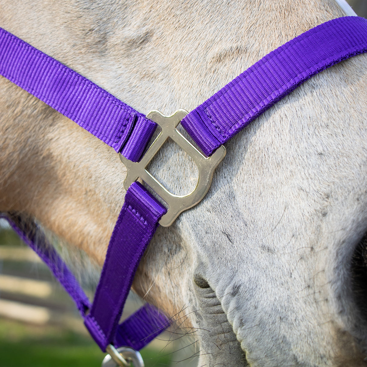 Supra Stable Halter