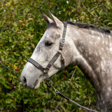 Shedrow Sedgwick Halter