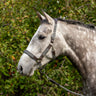 Shedrow Sedgwick Halter