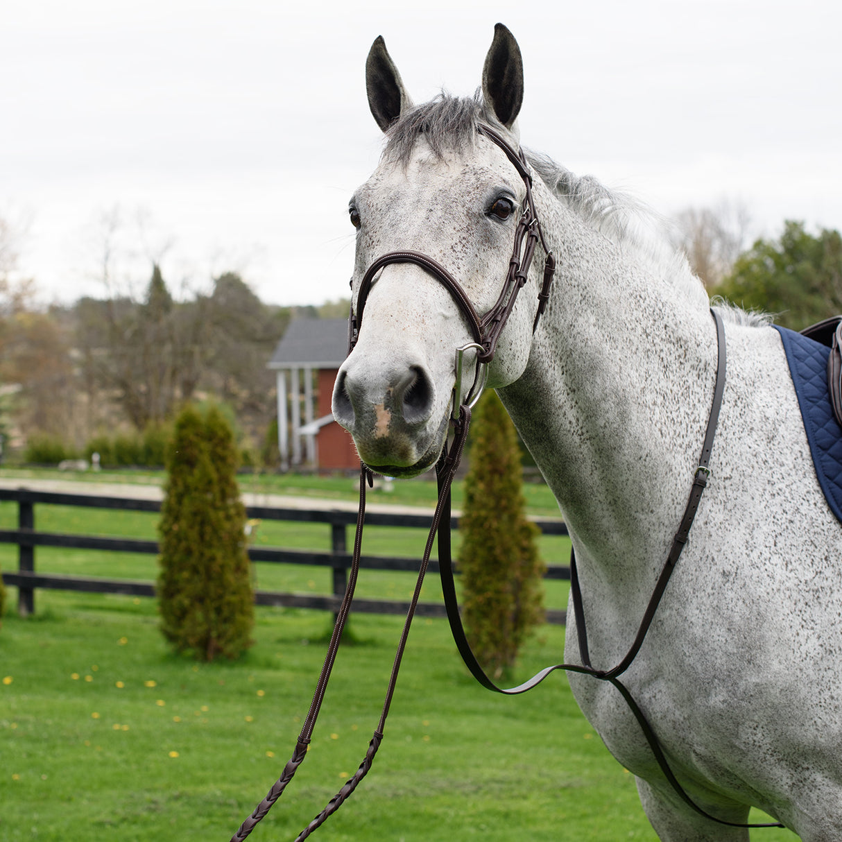 Connemara Standing Martingale