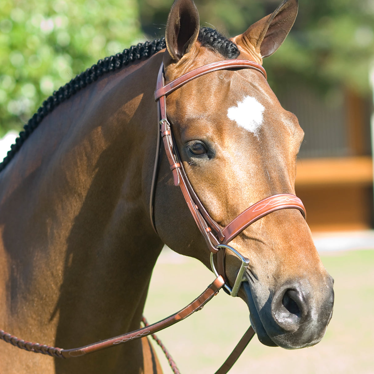 Horse wearing an English snaffle bridle with fancy stitching and a wide noseband