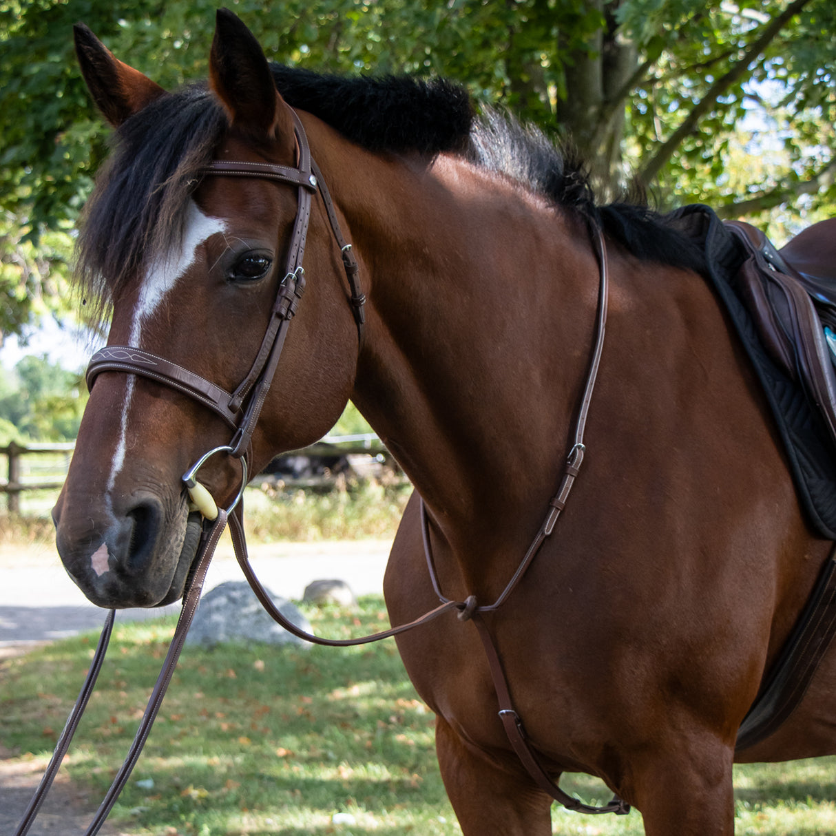 Mondega Carmaux Standing Martingale