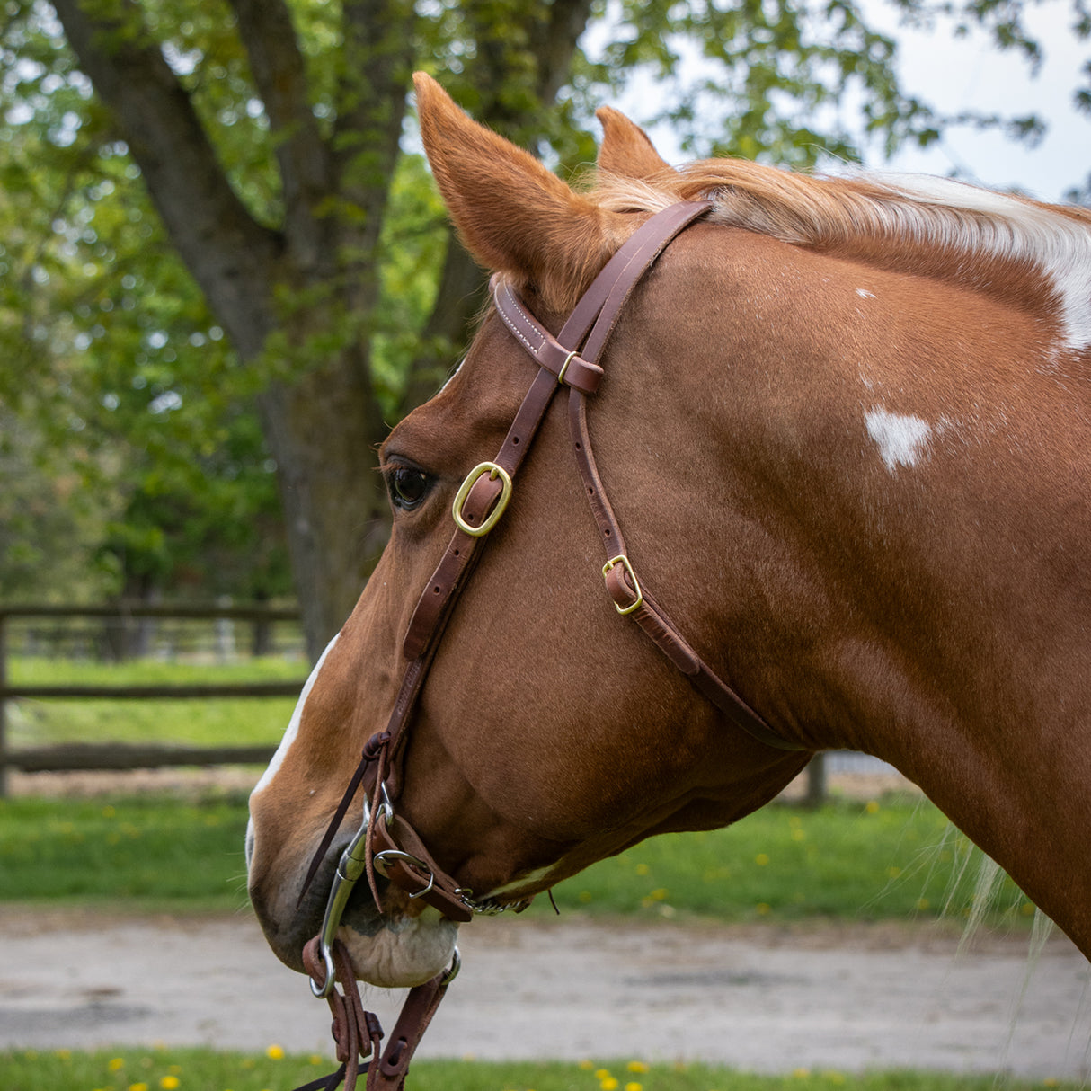 Copper Canyon Harness Leather Futurity Knot Headstall W/ Ties