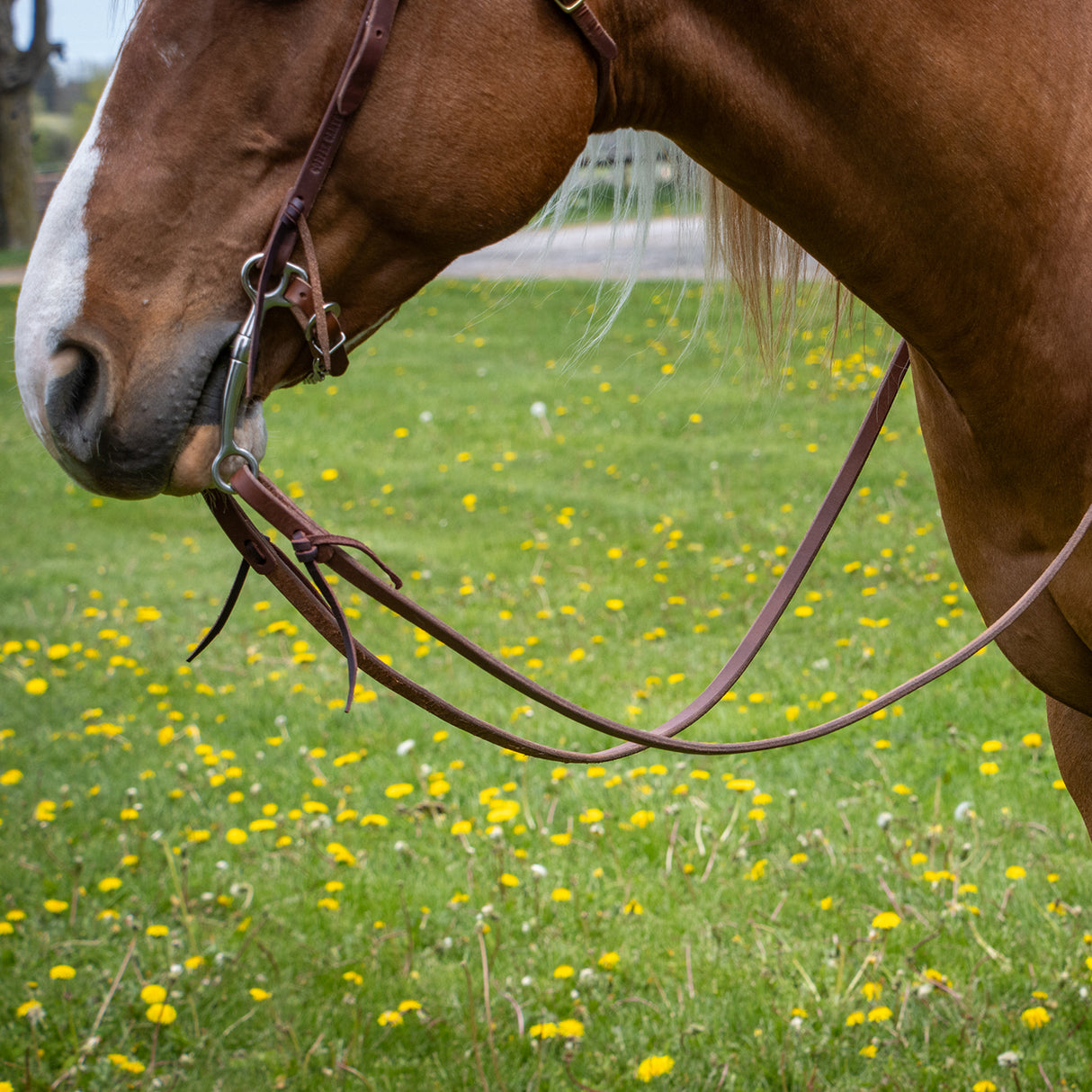Copper Canyon Harness Leather Training Reins W/ Ties
