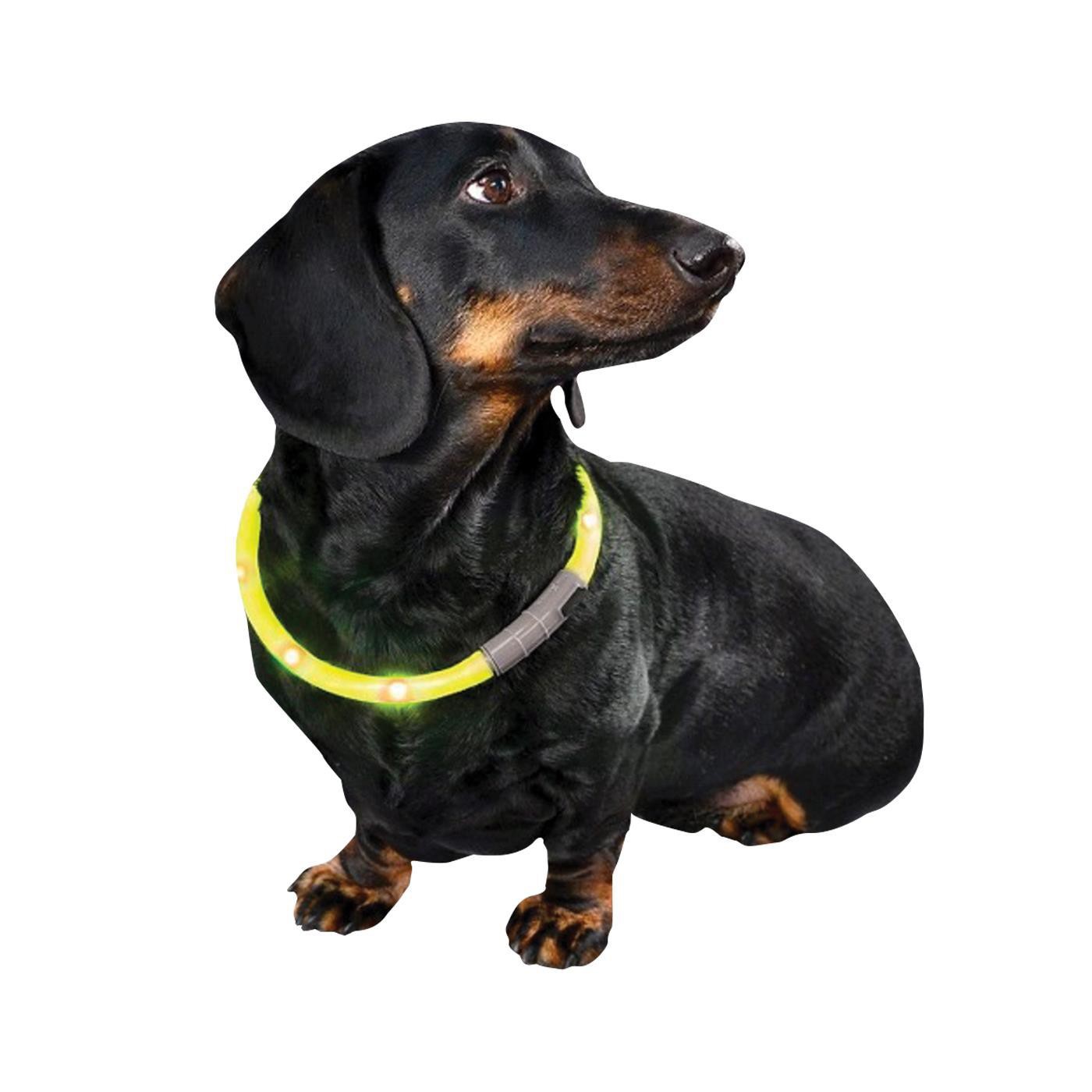 Bow & Arrow Rechargeable Light-Up Dog Neck Band