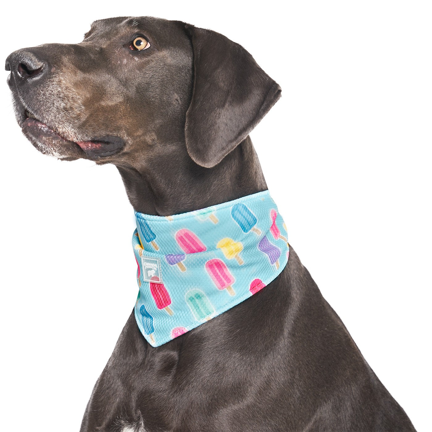 Canada Pooch Chill Seeker Dog Cooling Bandana