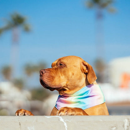 Canada Pooch Chill Seeker Dog Cooling Bandana