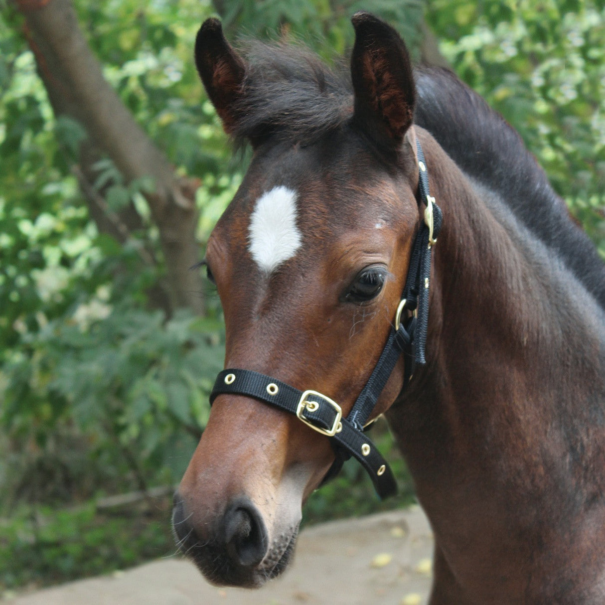 Supra Foal Halter