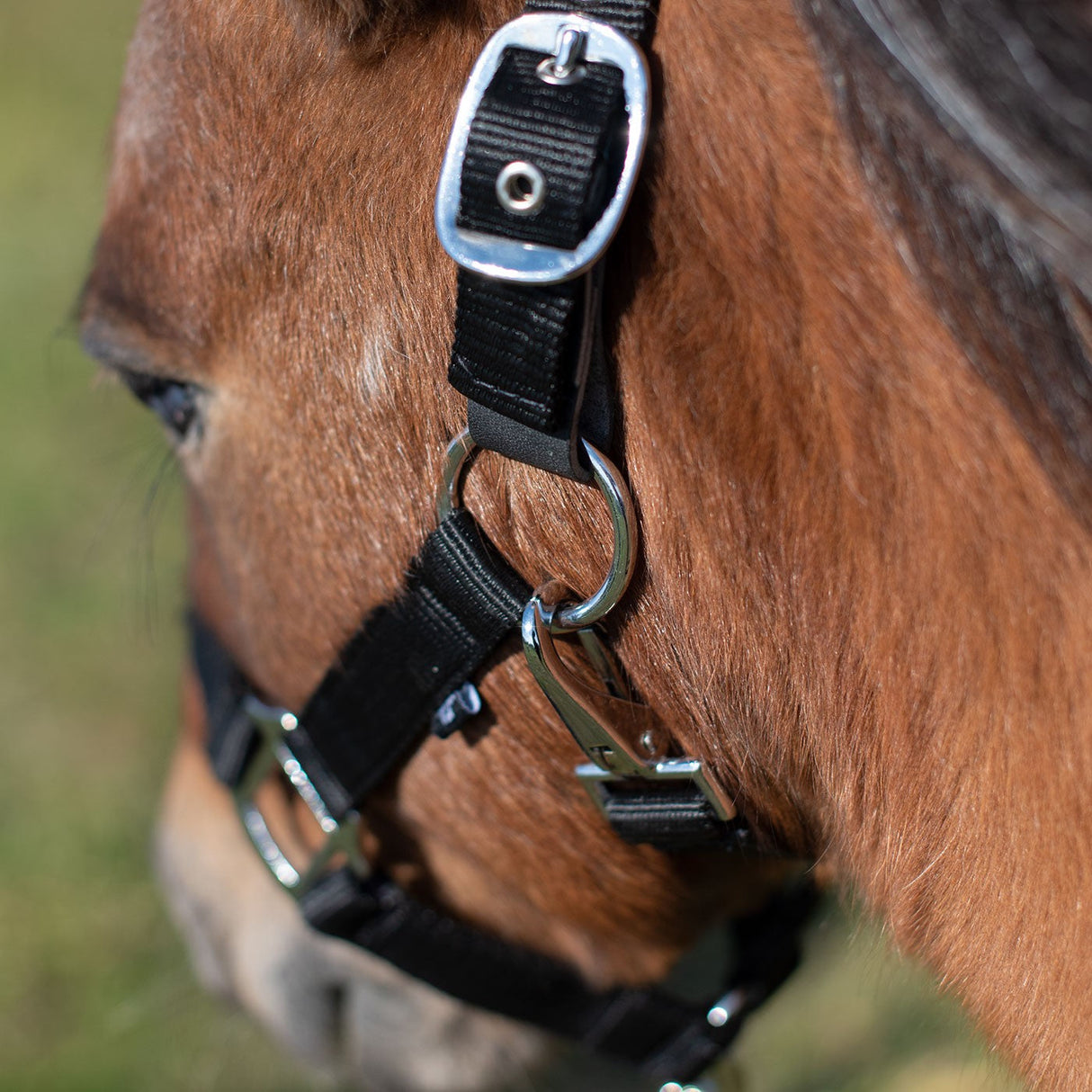 Supra Mini Halter W/ Breakaway