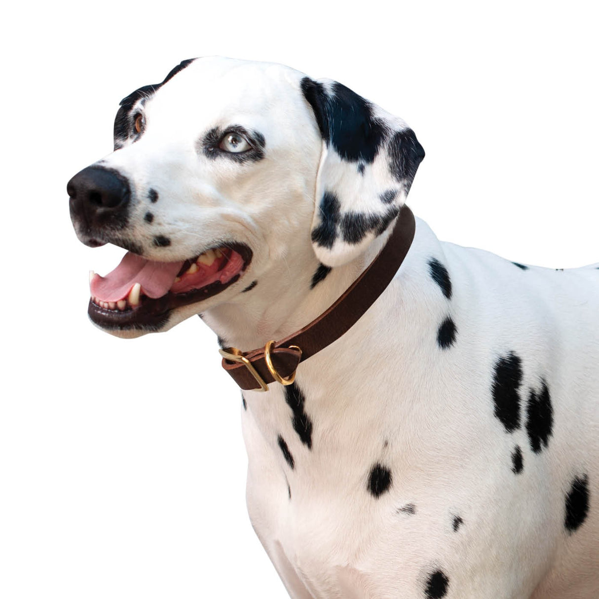 Shedrow K9 Bristol II Flat Leather Collar