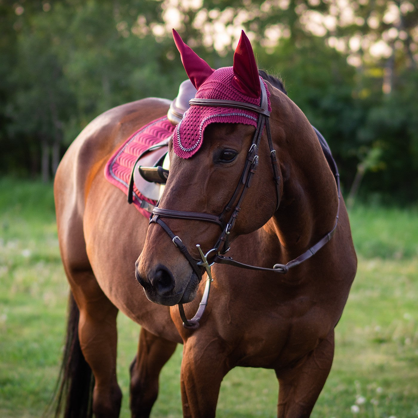 Shedrow Saber Saddle Pad