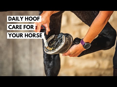 Carr & Day & Martin Cornucrescine Daily Hoof Dressing 16.9 oz.