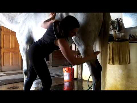 EquiGroomer WaterWisk 7 in.