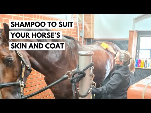Carr & Day & Martin Chestnut Gallop Shampoo 16.9 oz.