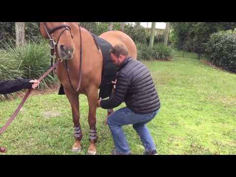 EquiFit BellyBand