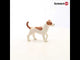 Schleich Farm World Jack Russell Terrier