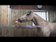 Likit Boredom Buster Horse Toy